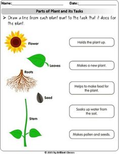 parts of plants and its tasks worksheet for kids to learn about plant life