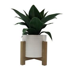 a plant in a white ceramic pot with wooden stand and wood base, on a white background