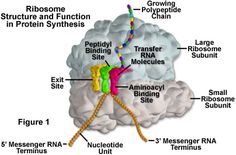 a diagram of the human brain and its functions