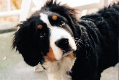 a black and white dog standing on top of a cement floor next to a chair