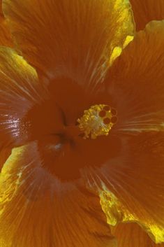 an orange flower with yellow stamens in it's center is seen from above