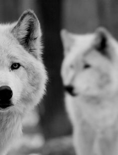 two white wolfs standing next to each other in black and white photo with one looking at the camera