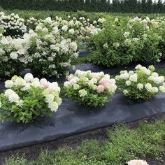 many white and pink flowers are in the garden