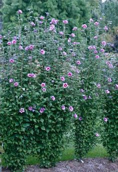 some very pretty flowers growing in the bushes