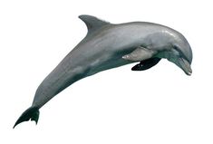 a dolphin jumping in the air with it's mouth open