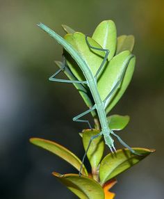 a close up of a grasshopper on top of a plant