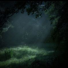 the light shines through the trees in the dark forest with green grass and weeds