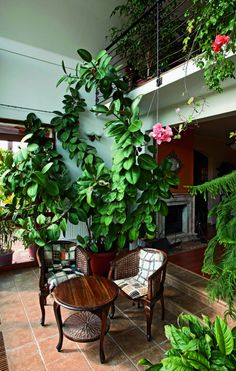 a living room filled with lots of green plants