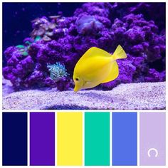 a yellow fish in an aquarium with purple, blue and green color palettes on the bottom