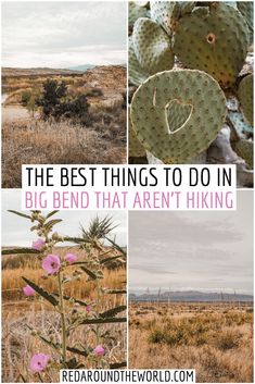 the best things to do in big bend that aren't hiking