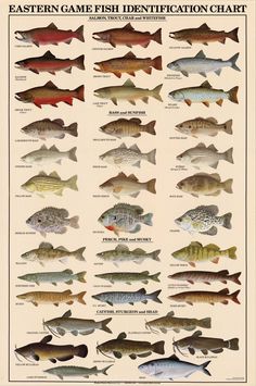 a poster with different types of fish on it's sides and the words, eastern game fish identification chart