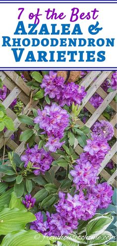 purple flowers with the words 7 of the best azalea and rhododendron varieties