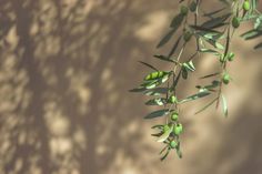 an olive tree branch with green leaves on it's branches, against a beige background