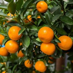 an orange tree filled with lots of ripe oranges