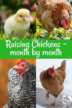 chickens and roosters are shown in this collage with the words raising chickens month by month