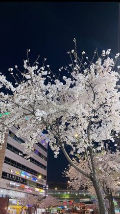 the trees are blooming in the city at night