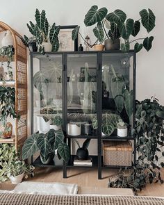 a room filled with lots of green plants and potted plants on top of shelves