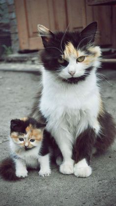 two cats sitting next to each other on top of a cement ground in front of a building