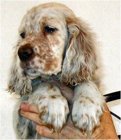 a close up of a person holding a dog in their hands with one paw on the other hand