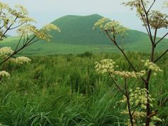 some white flowers and green grass on a hill with a mountain in the back ground