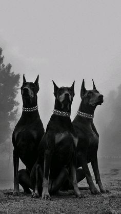 three large dogs sitting on top of a grass covered field with trees in the background