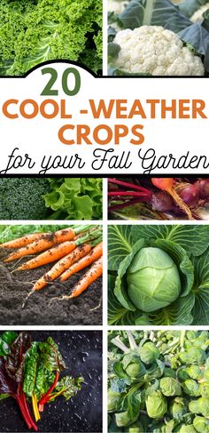 the collage shows many different types of vegetables and their name is cool weather crops