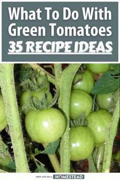 what to do with green tomatoes 35 recipe ideas for the garden and backyard by homestead