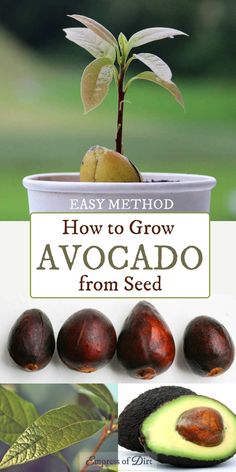 how to grow avocado from seed