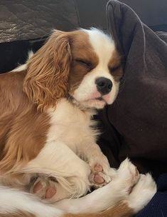 a brown and white dog laying on top of a couch