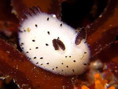 a white sea urchin with black dots on it's body