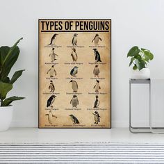 a poster with different types of penguins on the wall next to a potted plant