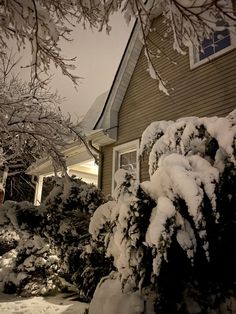 snow covered bushes and trees in front of a house