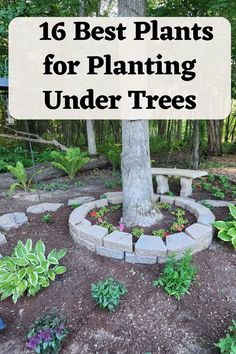 a tree with the words 16 best plants for planting under trees in front of it