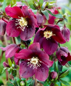 purple flowers with green leaves in the background