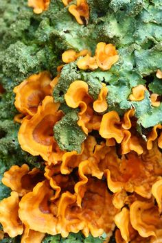 closeup of orange mushrooms and broccoli on a piece of green leafy material