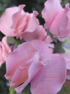 pink flowers with green leaves in the background