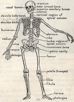 a diagram of the human skeleton with labels