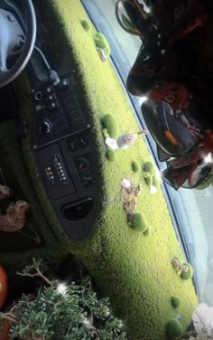 the interior of a car with moss growing on it