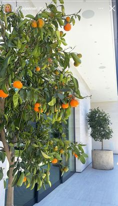 an orange tree in front of a building