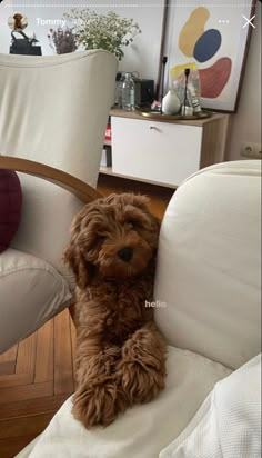 a brown dog sitting on top of a white chair