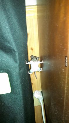 a mouse is peeking out from behind a door with the caption, my vision impossibleible