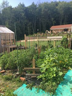 a garden with lots of green plants growing in it