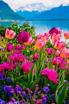 pink and yellow tulips blooming in front of the water with mountains in the background