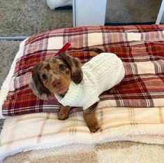 Kitty Baby, Trendy Boutique, Warm Sweater, Wiener Dog, Cuteness Overload