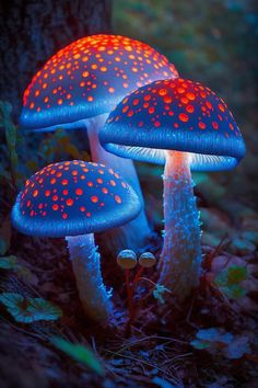 two glowing mushrooms sitting on the ground next to a tree