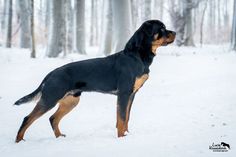 a large black and brown dog standing in the snow