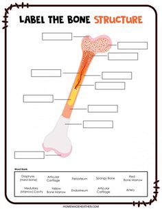 label the bone structure with labels and pictures to print out for kids, including an x - ray