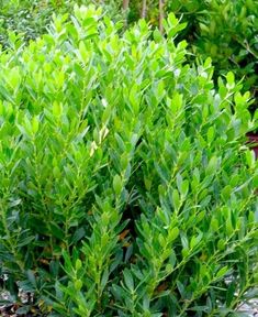 a bush with green leaves in the middle