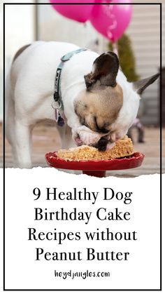 a dog eating out of a red plate with the words 9 healthy dog birthday cake recipes without peanut butter