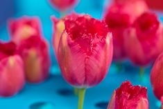 several red flowers on a blue surface